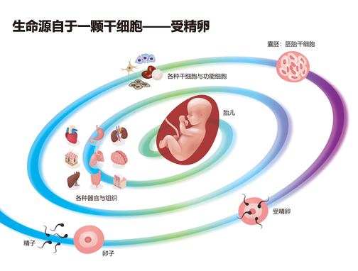 什么是胎盘干细胞？弘信干细胞 存储干细胞 存储健康